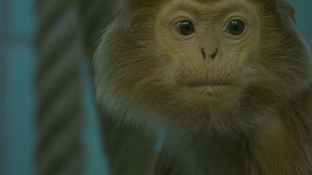 爪哇鲁东猴-近距离倾斜视频下载
