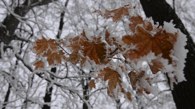 枯黄的叶子在雪下的一棵树上随风摇摆视频下载