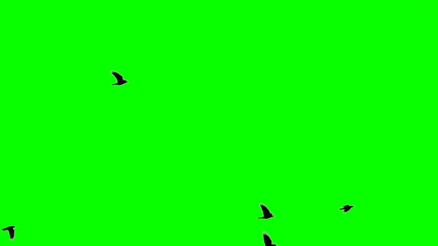 色度键上的鸟群视频素材