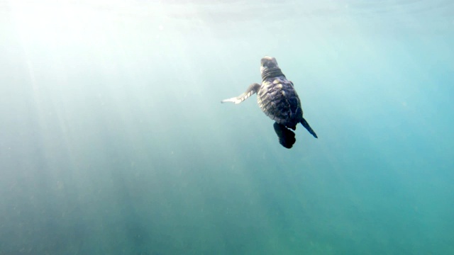 这是一只小海龟第一次进入海洋后非常罕见的镜头。视频素材
