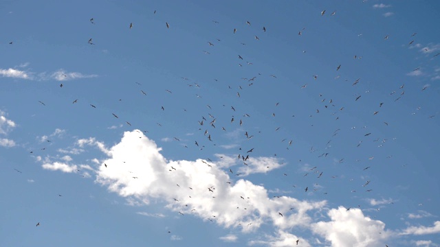 天空中有一群海鸥视频素材