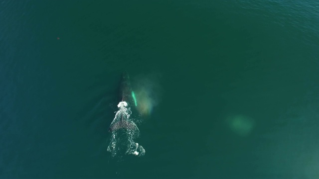 航拍:鲸鱼在海水中游泳和喷洒视频下载