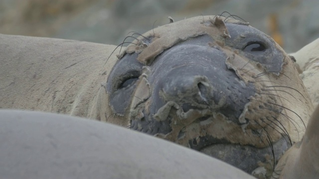 特写:海豹脱落的顶层毛躺在海滩上视频下载
