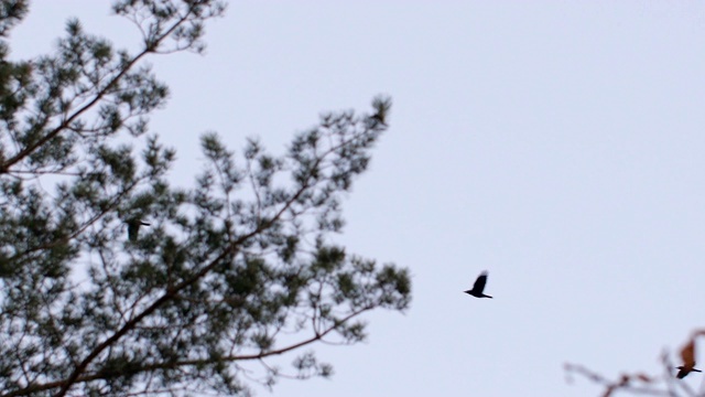 鸟儿飞过树林视频素材