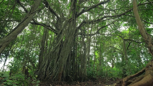 有许多气生根的大榕树视频素材