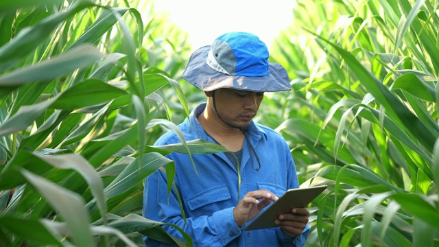 农民农艺师在玉米田使用平板电脑视频素材