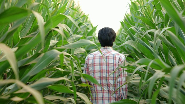 农民在田里检查玉米视频素材