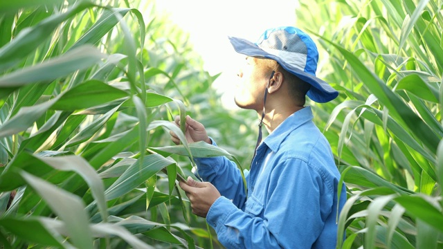 农民农艺师在玉米田使用平板电脑视频素材