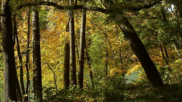 湖岸上秋色金黄的树叶视频素材