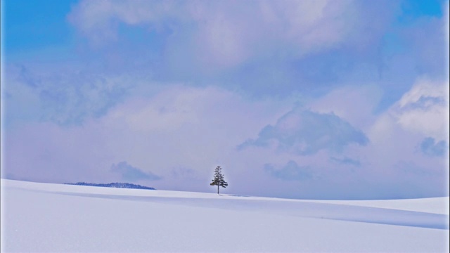 美丽的风景圣诞树在日本北海道视频下载