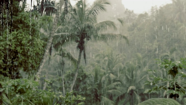 暴雨期间的热带丛林。巴厘岛视频素材