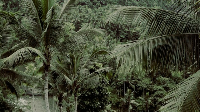 巴厘岛的热带丛林视频素材