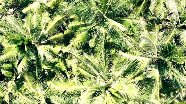 巴厘岛的棕榈种植园。鸟瞰图视频素材