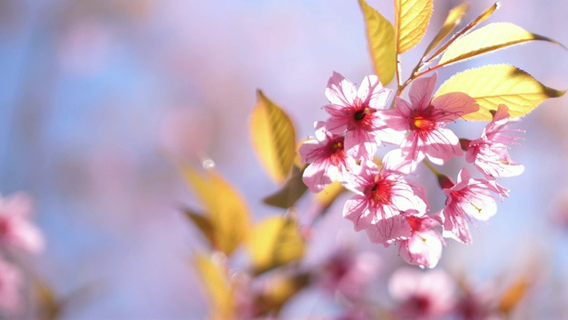 日本的樱花视频素材
