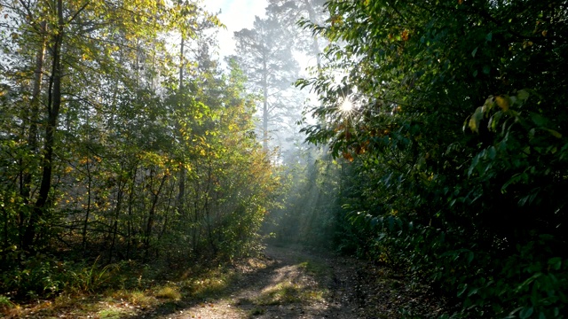 秋天的森林里，阳光穿过树木。万向节。沿着森林小径散步。4 k, UHD视频素材