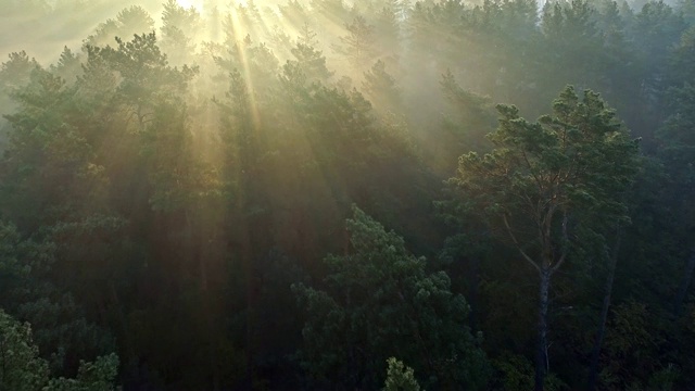 快速航拍清晨雾蒙蒙的松树林。阳光穿过树林。视频下载