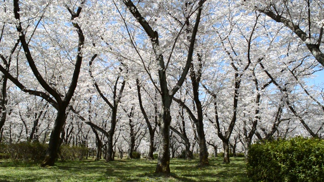 阳光明媚的公园里，樱花在微风中摇曳视频素材