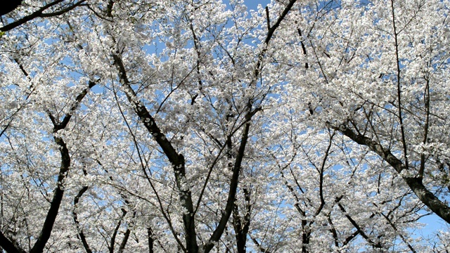 阳光明媚的公园里，樱花在微风中摇曳视频素材