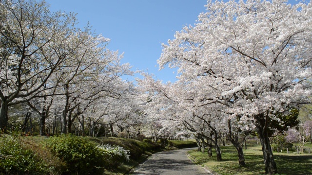 日本的春天，樱花盛开视频素材