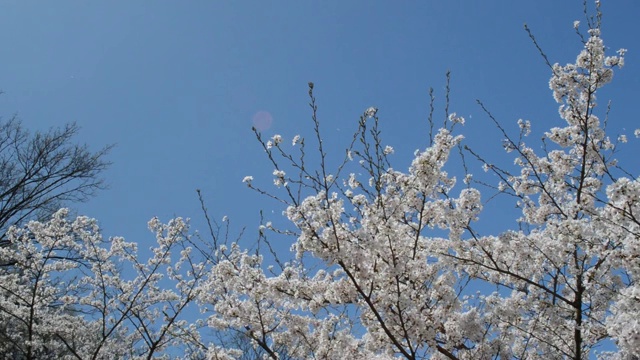 樱花在强风中散落着花瓣视频素材