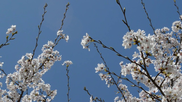 在蓝天的映衬下，樱桃树在微风中摇曳视频素材