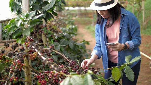 女农民正在检查咖啡树上的咖啡豆，慢镜头视频素材