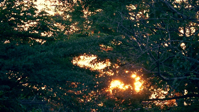 夕阳的阳光从大树的绿叶后面在傍晚。视频素材