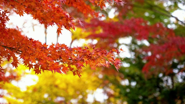美丽的枫叶和树在秋天的日本视频素材