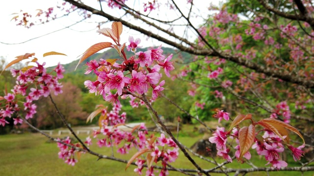 美丽的粉红色樱花枝，泰国的樱花绽放视频素材