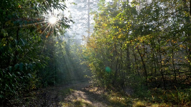 秋天的森林里，阳光穿过树木。万向节。沿着森林小径散步视频素材