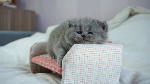 苏格兰小猫在小沙发上玩耍视频素材