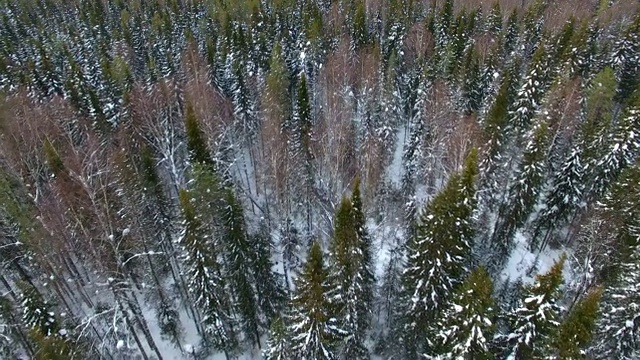 冬季的针叶林视频素材