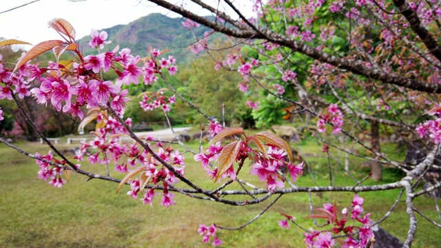 美丽的粉红色樱花枝，泰国的樱花绽放视频素材