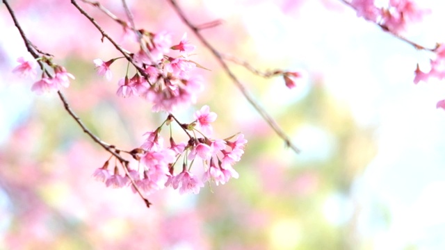 盛开的粉红色花朵樱花在春天的背景。视频素材