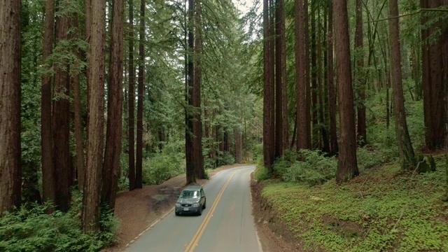 卡在道路上驾驶在森林红杉在北加州，美国西海岸视频下载