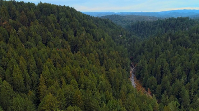 美国西海岸加利福尼亚北部的红杉林视频下载