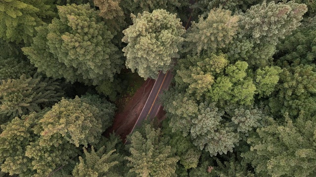 在美国西海岸的加州北部的红杉森林中向下看汽车行驶在道路上视频下载