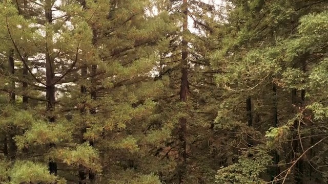 从地面上升到树顶。美国西海岸加利福尼亚北部的红杉林视频下载