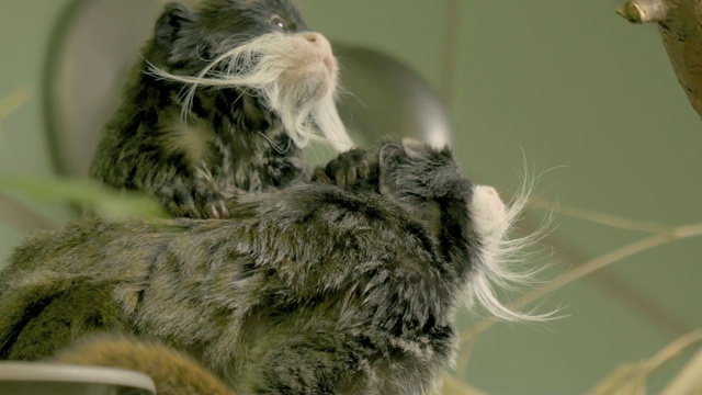 帝绢毛猴抓着另一只猴子的背视频素材