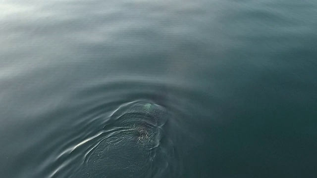 千岛群岛上的虎鲸视频下载