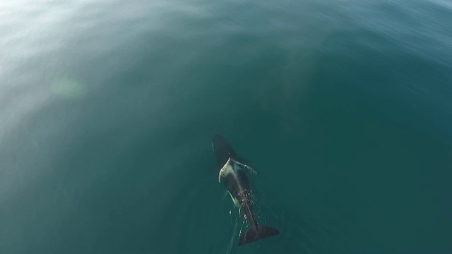 千岛群岛上的虎鲸视频下载
