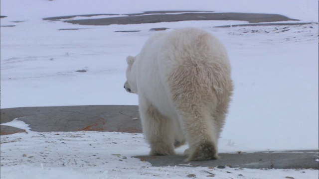 北极熊在北极雪地上移动的后视图视频下载