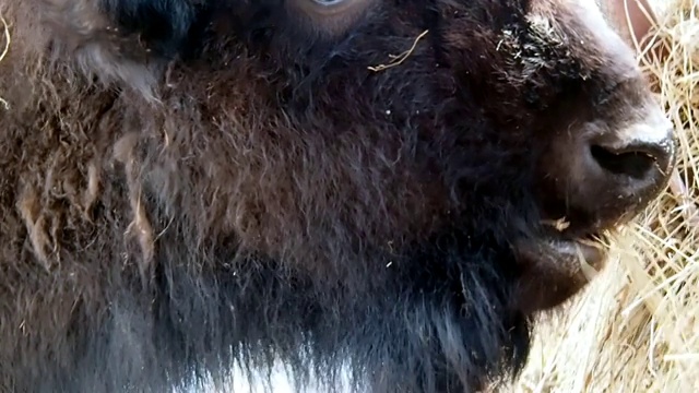 野牛在冬天吃干草。视频素材