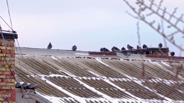 屋顶上有很多鸽子视频下载