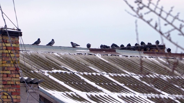 大房子的屋顶上有很多鸽子视频下载
