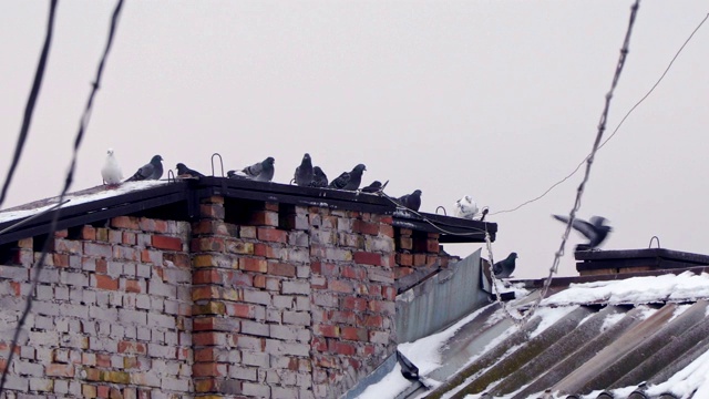 鸽子在大屋顶上的特写视频下载