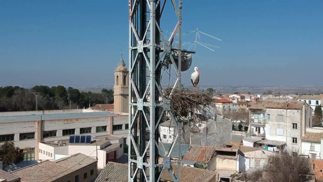 在电力塔上筑巢的鹳，皮纳德尔埃布罗视频下载
