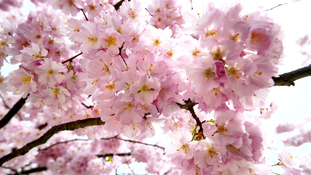 树枝上绽放着梦幻般的樱花和阳光视频下载