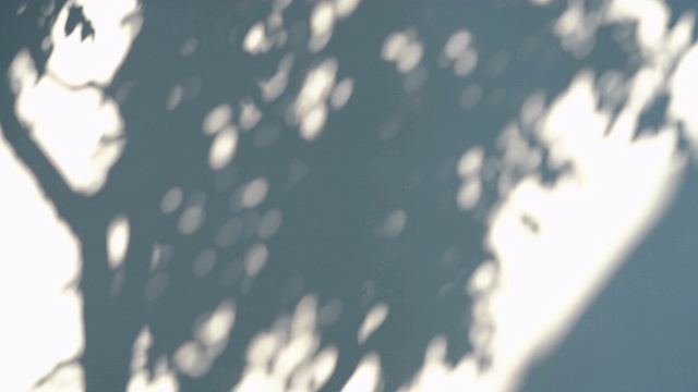 树叶的影子在白墙上视频下载