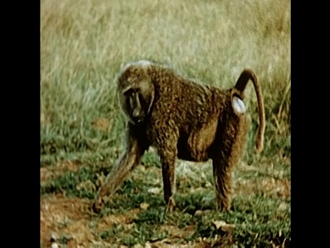 1950年坦桑尼亚野生动物视频下载